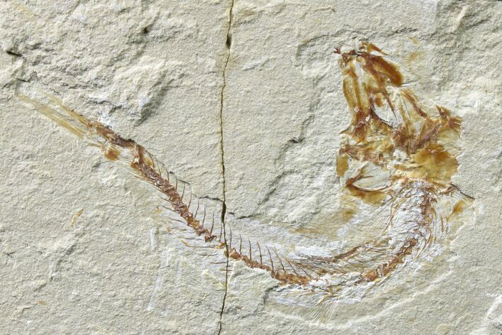 Cretaceous Fossil Fish (Gaudryella) - Lebanon #162832
